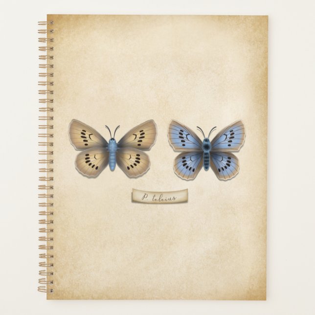 Spécimen de papillon bleu grand format de style vi (Devant)