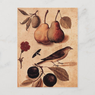 Spécimens de la carte postale Nature