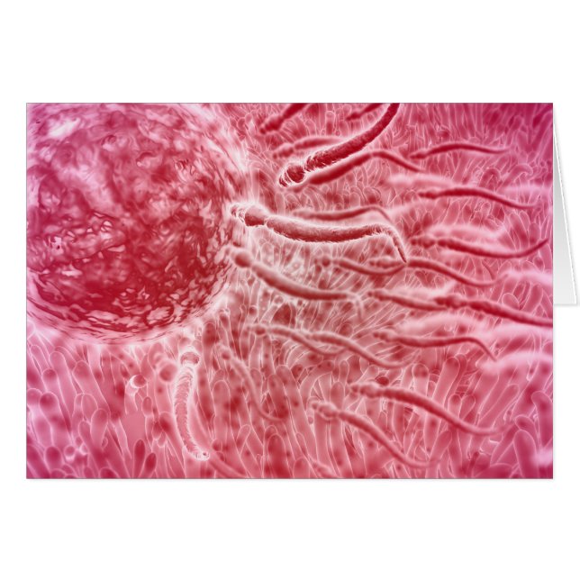 Sperm Voyageant Vers Oeuf Avec Cellia (Devant horizontal)