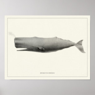 Sperm whale + Poster