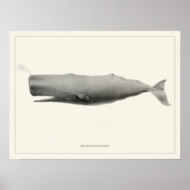 Sperm whale + Poster (Devant)