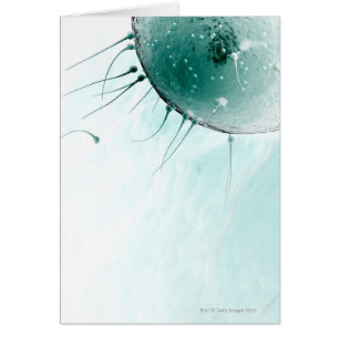Sperme fertilisant un ovule