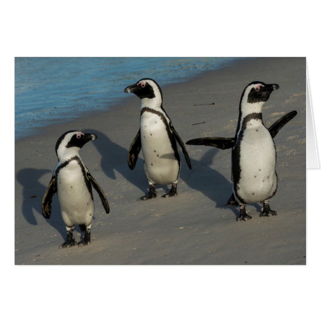 Spheniscus africain Demersus des pingouins | (Devant horizontal)