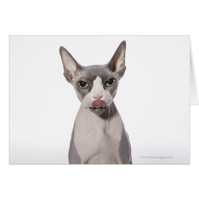 Sphynx Chat avec langue sortie (Devant horizontal)