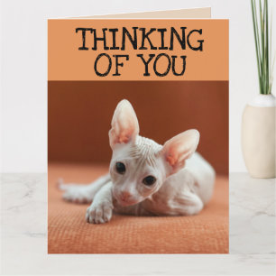SPHYNX CHAT PENSER À VOUS CARTE DE RECONNAISSANCE