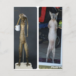 Sphynx Silly - Gibs comparé à la carte postale ali