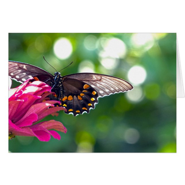 Spicebush Swallower (Devant horizontal)