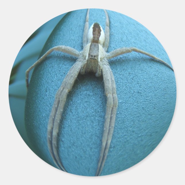 Spider 164 ~ autocollant (Devant)