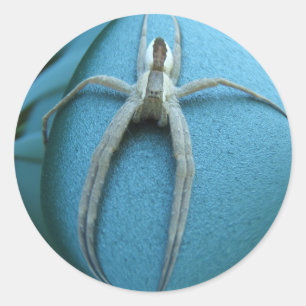 Spider 164 ~ autocollant