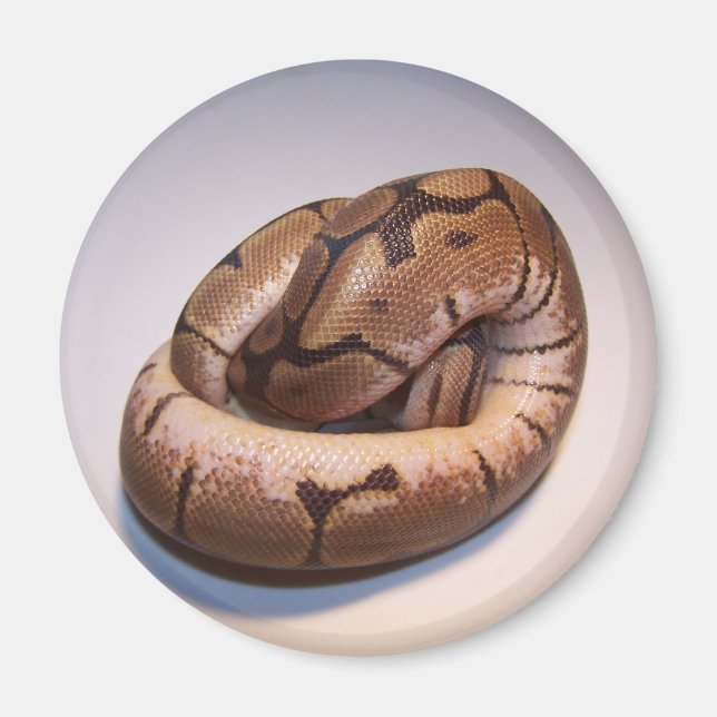 Spider Ball Python Magnet (Devant)