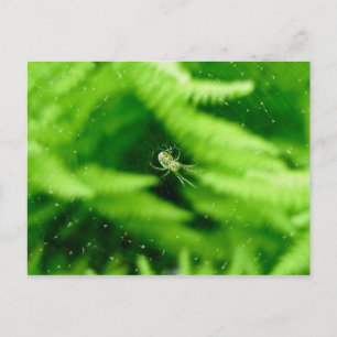Spider Orb Weaver sur la carte postale Ferns
