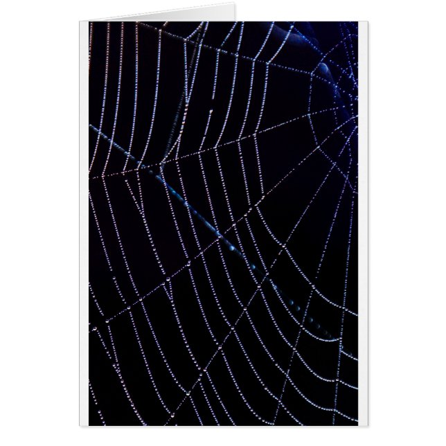 Spider Web (Devant)