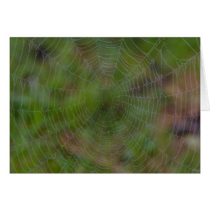 Spiderweb avec Droplets