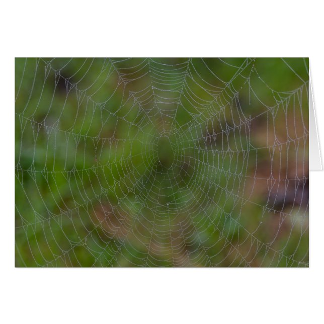 Spiderweb avec Droplets (Devant Horizontal)