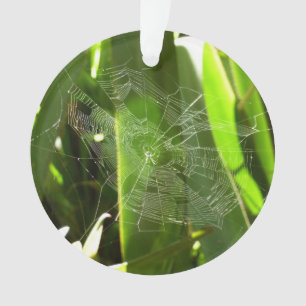 Spiderweb dans Tropical Leaves Nature