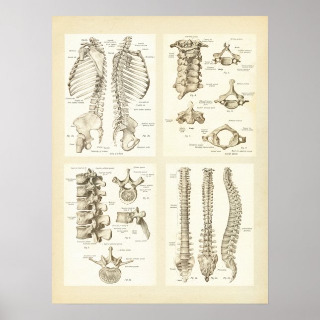 Spine and Vertebrae Anatomy Poster (Devant)