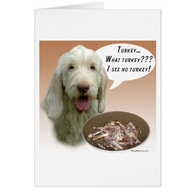 Spinone Italiano Turquie (Devant)