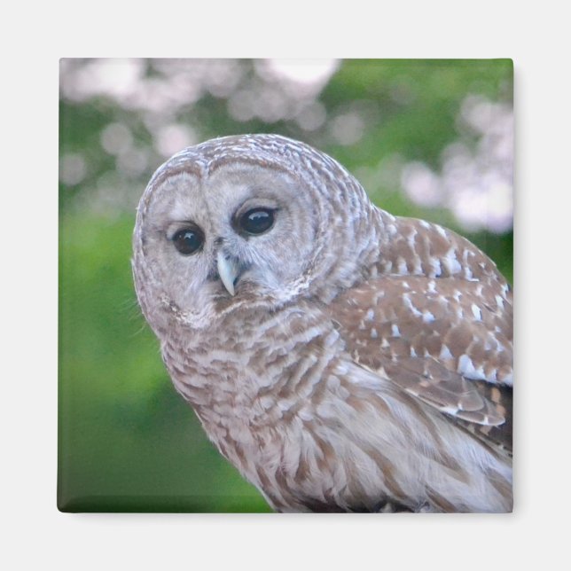Spirit Of The Owl Magnet (Devant)