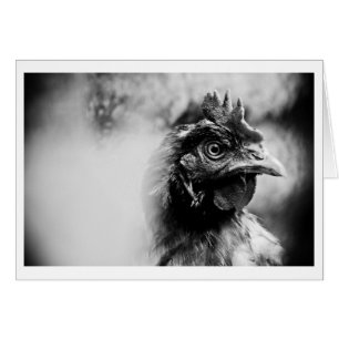 spiritueux et poulets 2