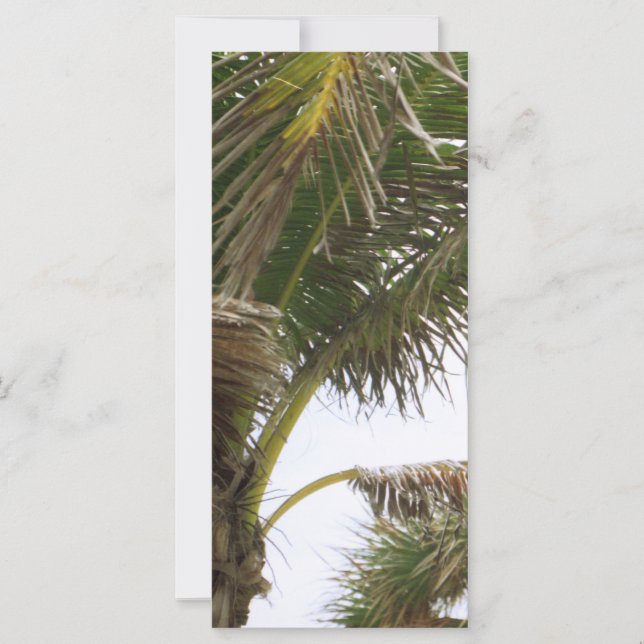Splendeur tropicale (Devant)