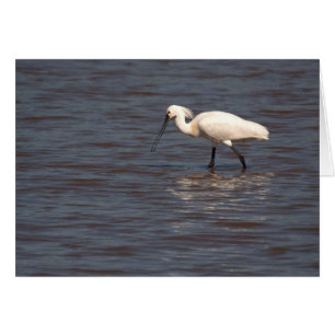 Spoonbill eurasien