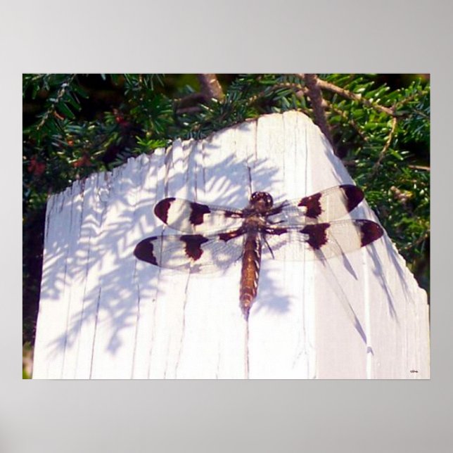 Spotted Winged Dragonfly Poster (Devant)