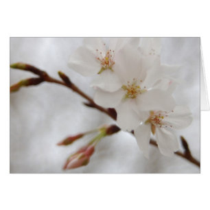 Spring blossom