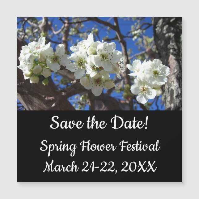 Spring Flowering Pear Tree (Devant)