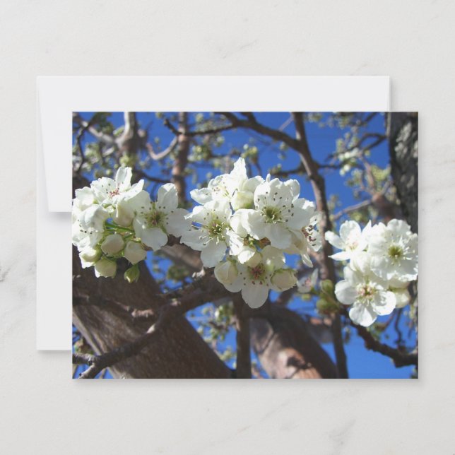 Spring Flowering Pear Tree (Devant)