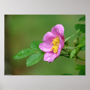 Spring Storm Beauty Wild Rose dans la pluie Poster