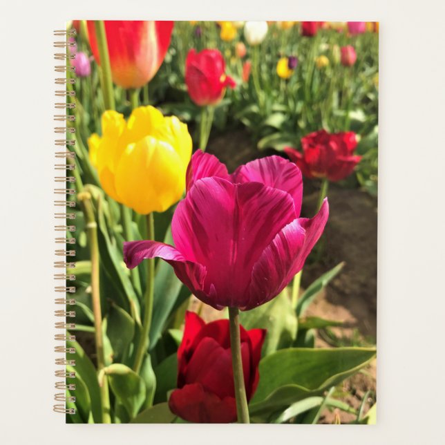 Spring tulips, Oregon (Devant)