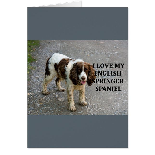 springer anglais spaniel lw love w picc (Devant)