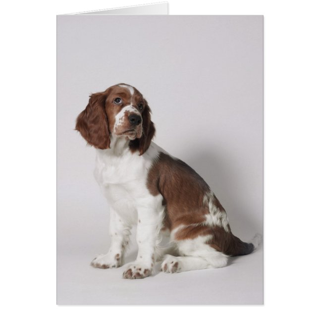 Springer spaniel (Devant)
