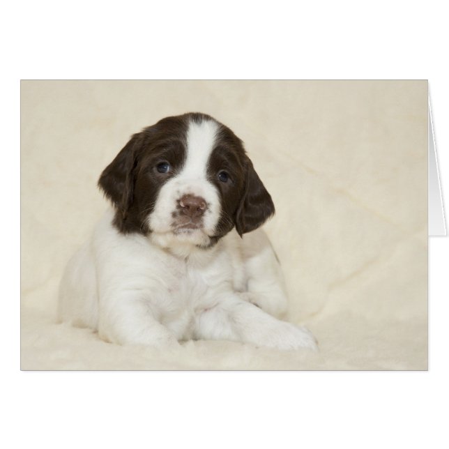 Springer Spaniel Puppy (Devant horizontal)