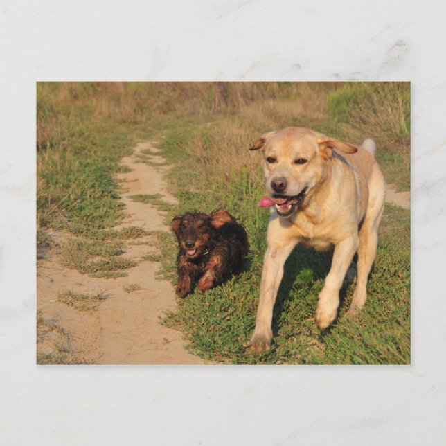 Sprint Fun Labrador et Dachhund carte postale (Devant)