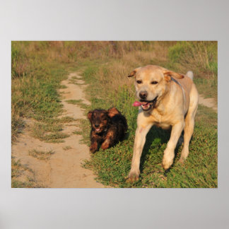 Sprint - Poster Labrador et Dachshund