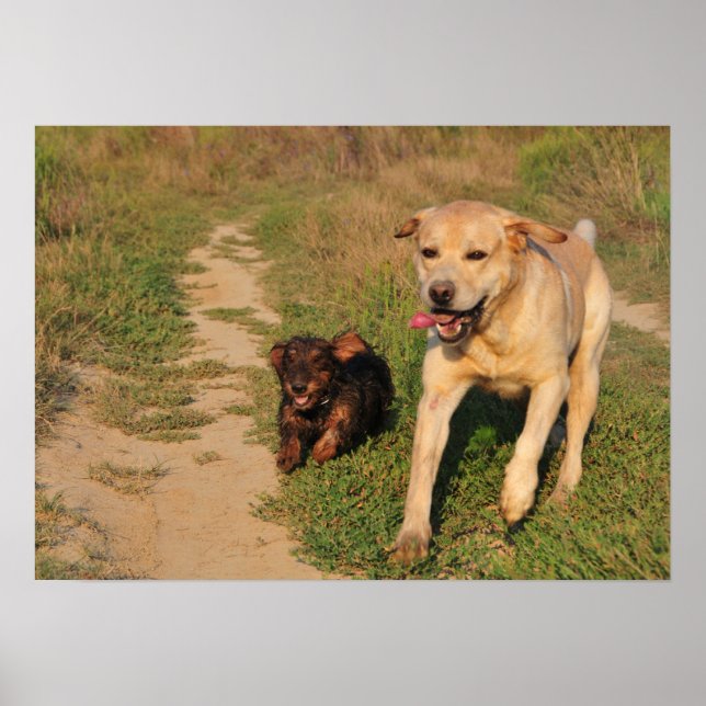 Sprint - Poster Labrador et Dachshund (Devant)