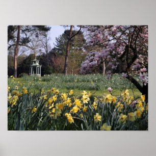 SPRINTEMPS DAFFODIL GARDEN POSTER