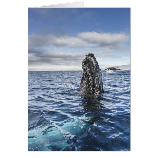 Spyhops de baleines à bosse | Baie Hope, Antarctiq (Devant)