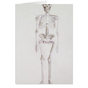 Squelette d'africanus d'australopithèque