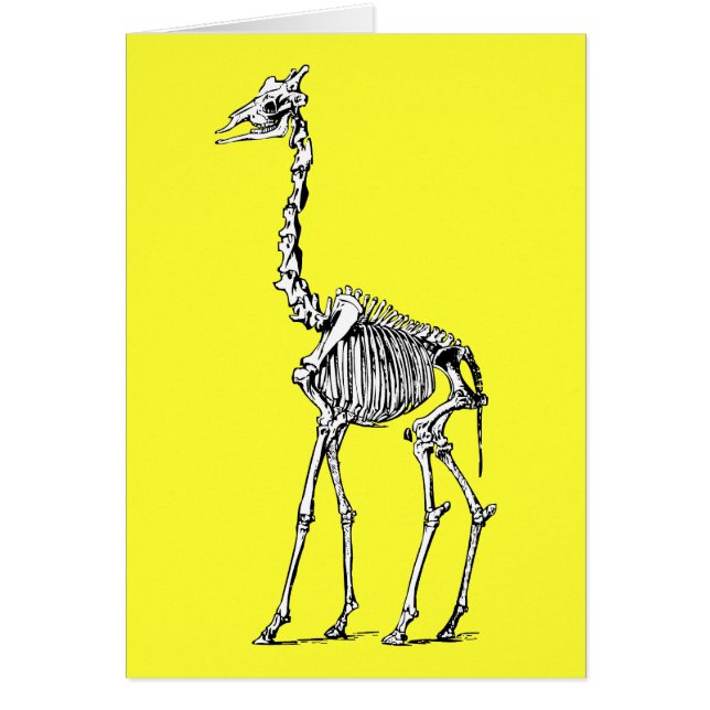 Squelette de girafe (Devant)