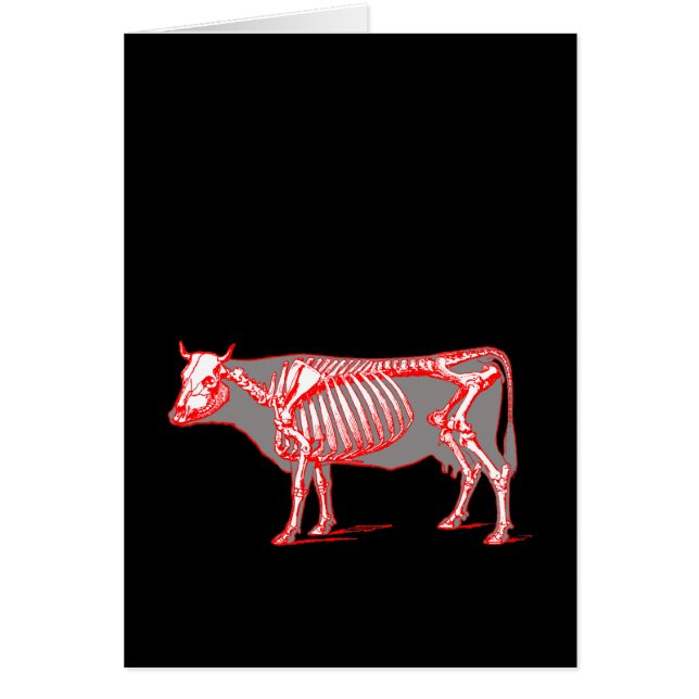 Squelette de vache (Devant)