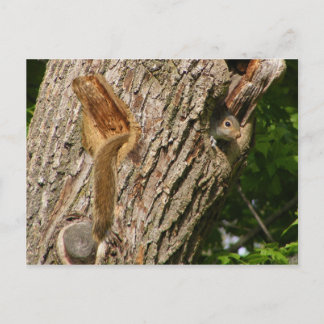 Squirel mix ~ carte postale