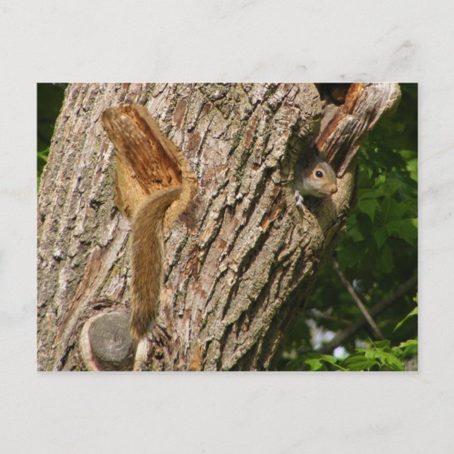 Squirel mix ~ carte postale (Devant)