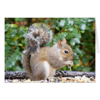 Squirrel Cutie