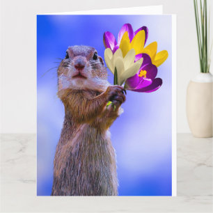 SQUIRREL OBTIENT DE GRANDES CARTES DE SALUT