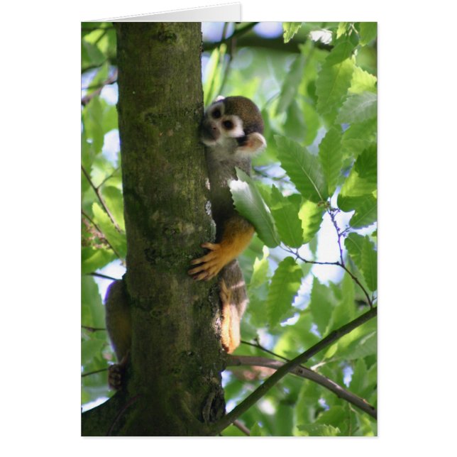 Squirrelmonkey (Devant)
