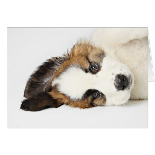 St. Bernard Puppy (Devant horizontal)