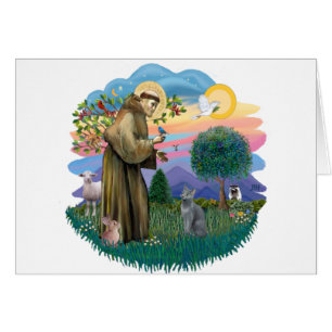 St Francis (ff) - chat bleu russe
