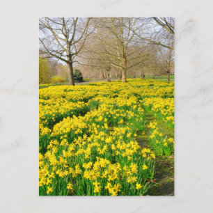 St James's Park London UK Carte postale